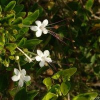 Volkameria inermis L.